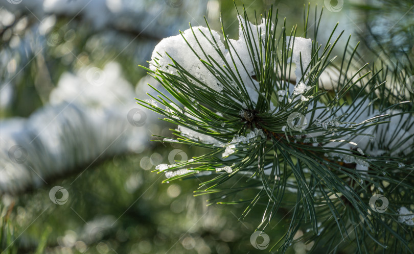 Скачать Крупный план белых красивых ветвей японской сосны Pinus parviflora Glauca, покрытых белым пушистым снегом. Выборочный фокус. Концепция природы для волшебной темы Нового года и Рождества фотосток Ozero