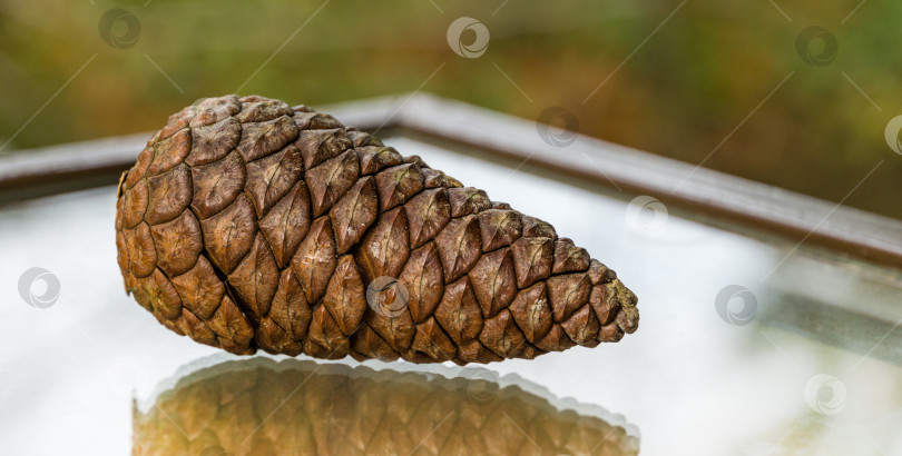 Скачать Большая коричневая шишка пицундской сосны (Pinus brutia pityusa), разновидности калабрийской или турецкой сосны (Pinus brutia) на фоне стекла. Выборочный фокус. фотосток Ozero