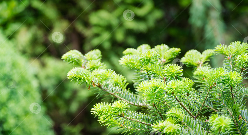 Скачать Корейская ель Abies koreana крупным планом с яркими молодыми зелеными иголками на ветке на размытом зеленом фоне в весеннем саду. Выборочный фокус. Концепция природы для дизайна с местом для вашего текста фотосток Ozero