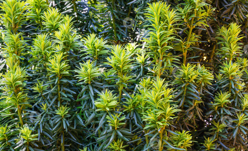 Скачать Тис Taxus baccata Fastigiata Aurea (английский тис, европейский тис) новая ярко-зеленая с желтыми полосками листва в весеннем саду в качестве естественного фона. Выборочный фокус. Природная концепция дизайна фотосток Ozero