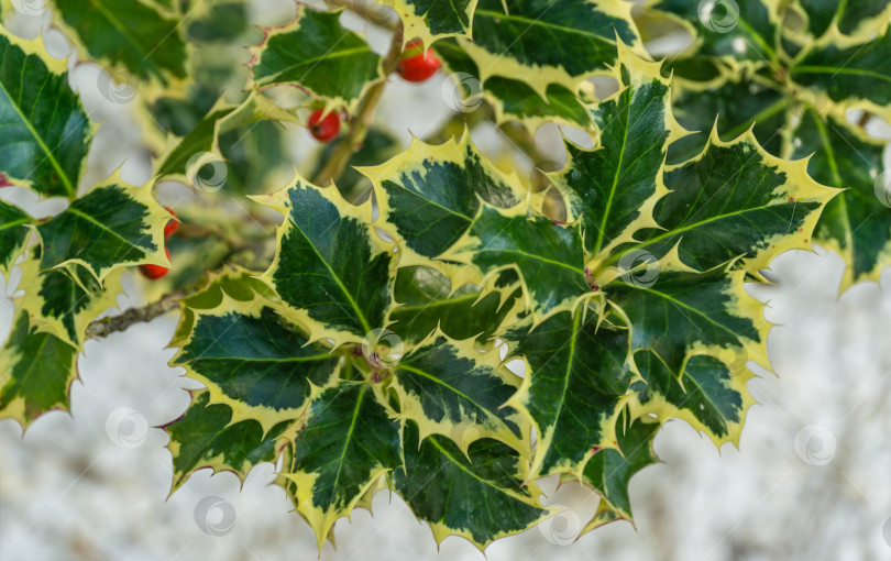 Скачать Рождественский остролист ilex aquifolium Argentea Marginata, растущий на фоне белых камней. Крупный план изящных листьев с бахромой и красными ягодами в ожидании Нового года. Концепция природы для дизайна фотосток Ozero