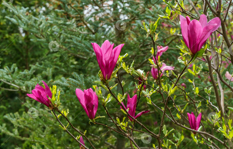 Скачать Красивые крупные фиолетовые цветы магнолии Сьюзен (Magnolia liliiflora x Magnolia stellata). Прекрасное цветение в весеннем саду. Выборочный фокус. Концепция природы для дизайна. Место для вашего текста. фотосток Ozero