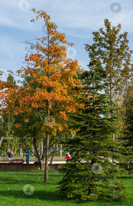 Скачать Красивый осенний пейзаж с красным дубом Quercus rubra и хвойной елью Abies в городском парке Краснодара. Общественный ландшафтный парк Галицкого для отдыха. Краснодар, Россия - 27 октября 2020 г. фотосток Ozero