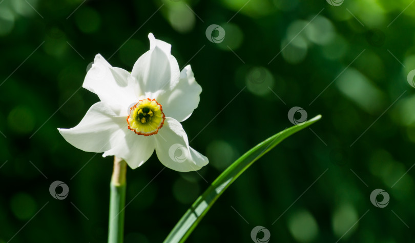 Скачать Крупный план белого цветка нарцисса ((Narcissus poeticus) в весеннем саду. Красивые нарциссы на зеленом фоне боке. Есть место для текста. Выборочный фокус. фотосток Ozero