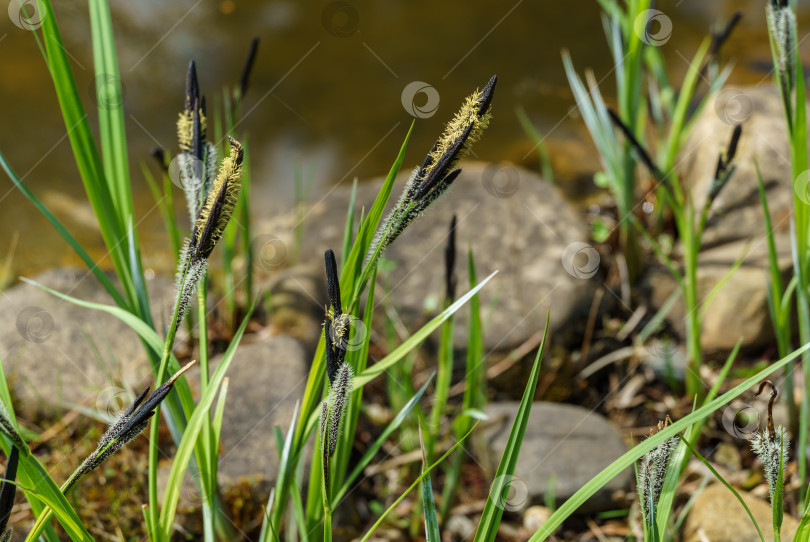 Скачать Цветущая осока ‘Carex Nigra’(Carex melanostachya) Черная или обыкновенная осока на берегу садового пруда. Природная концепция весеннего дизайна фотосток Ozero