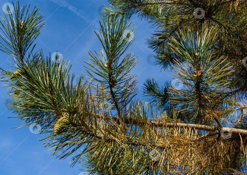 Скачать Крупный план пораженной хвои австрийской сосны (Pinus ‘Nigra’) или черной сосны. Сухая хвоя, ржавчина на хвоинках (изменение цвета), но возможно влияние паразитов или герпотрихиоза. фотосток Ozero