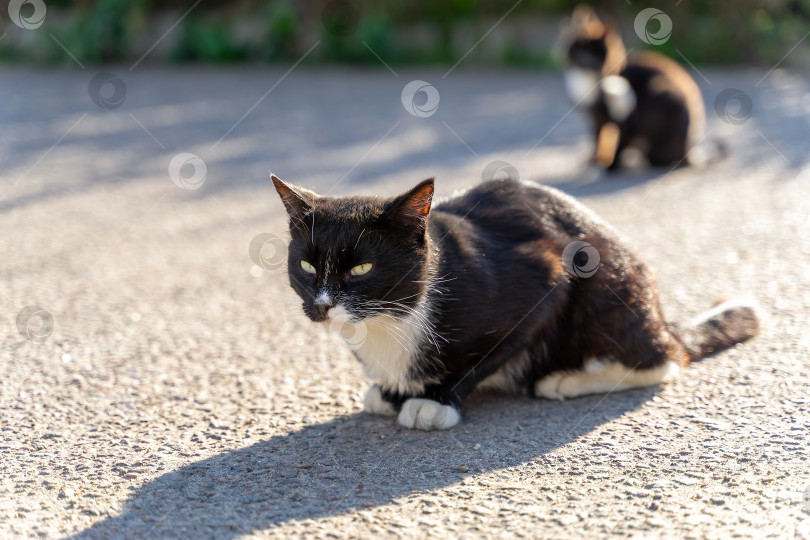 Скачать Черно-белая бездомная кошка сидит на асфальте. фотосток Ozero