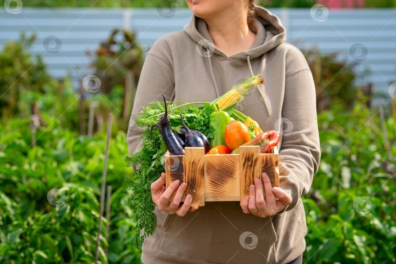Скачать Женщина демонстрирует деревянный ящик с различными овощами.  Деревянный ящик, наполненный свежими овощами, только что с огорода. Свежий, экологически чистый продукт. фотосток Ozero