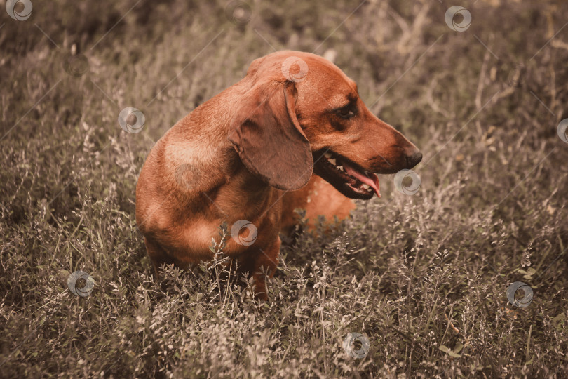 Скачать Собака Такса Крупным планом на природе фотосток Ozero