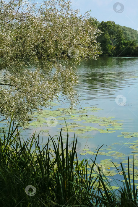 Скачать Россия, речной пейзаж в сине-зеленых тонах фотосток Ozero