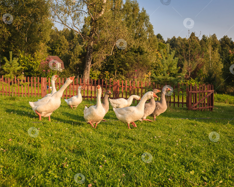 Скачать Деревенский пейзаж, пасущиеся белые гуси солнечным днем фотосток Ozero