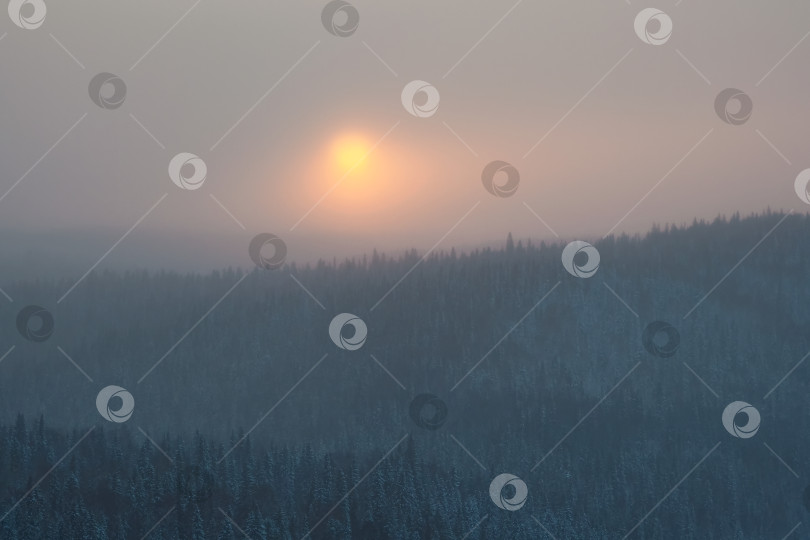 Скачать солнце в снежной морозной дымке над хвойным лесом фотосток Ozero