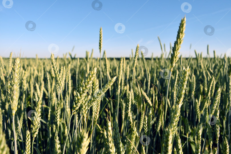 Скачать Пшеничное поле с голубым небом. фотосток Ozero
