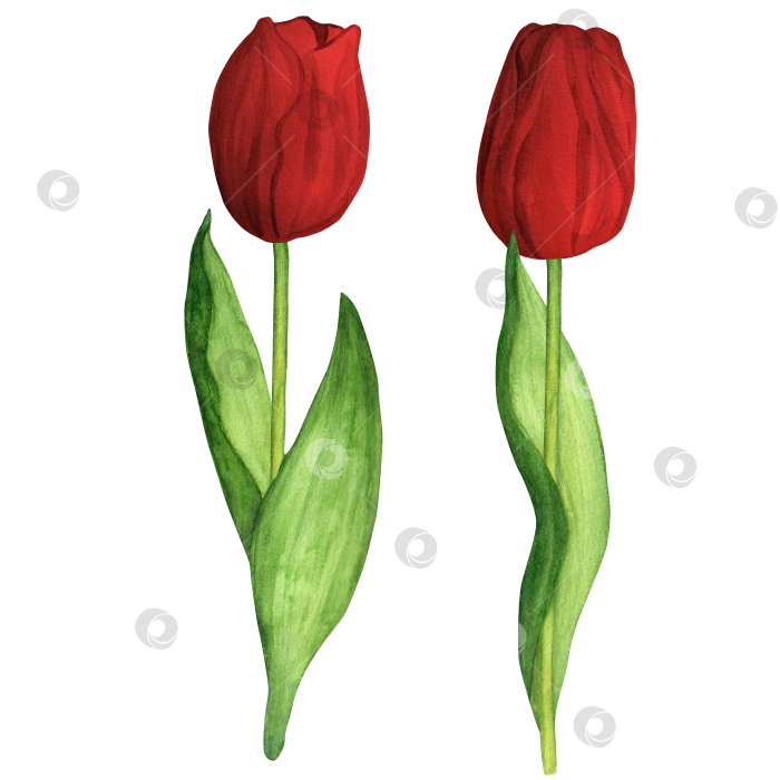 Скачать Рисованная акварельная иллюстрация. Красные весенние тюльпаны для букетов или любых других цветочных композиций фотосток Ozero