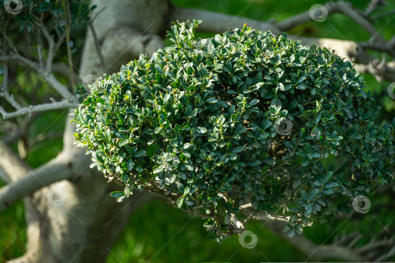 Скачать Крупный план ветки бонсай Ilex Crenata (японский остролистный бонсай) в стиле Ниваки в японском дворике. Открытый ландшафтный городской парк Краснодара или "Галицкий" солнечной осенью фотосток Ozero