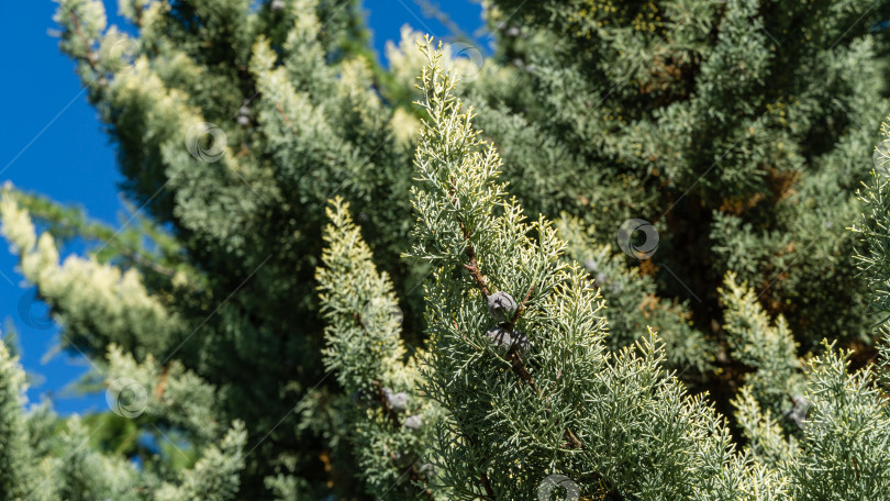 Скачать Крупный план листьев аризонского кипариса (Cupressus arizonica) "Голубой лед" в парке центра города-курорта Сочи. фотосток Ozero