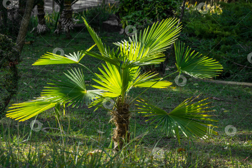 Скачать Молодая китайская пальма-мельница (Trachycarpus fortunei) или пальма Чусан в городском парке Сочи.  Крупный план красивых зеленых листьев фотосток Ozero