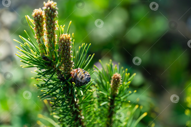 Скачать Pinus mugo Ophir с красивыми молодыми побегами и шишкой. Крупный план золотистого сорта карликовой горной сосны зеленого цвета с золотистыми кончиками иголок на фоне зеленого боке в солнечном весеннем саду. Место для вашего текста фотосток Ozero