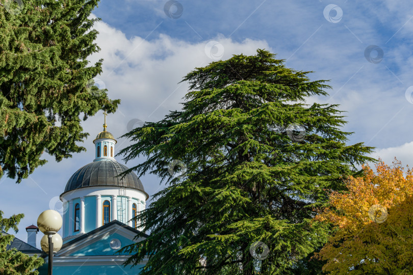 Скачать Большой гималайский кедр (Cedrus Deodara) с золотой листвой Liquidambar styraciflua на фоне собора Архангела Михаила в городе-курорте Сочи. Золотая осень в Сочи. Место для текста на голубом небе. фотосток Ozero