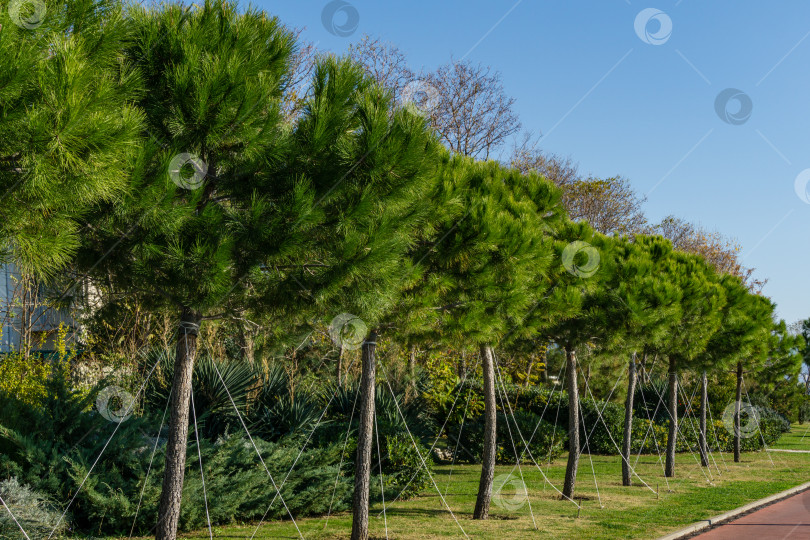 Скачать Ряд молодых итальянских каменных сосен (Pinus pinea), зонтичных сосен на Олимпийской набережной в Сириусе. Новая деревня в Имеретинской низменности недалеко от знаменитого курортного города Сочи на юге России. фотосток Ozero