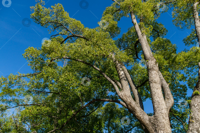 Скачать Прекрасное долголетие крупное камфорное дерево (Cinnamomum camphora) обыкновенное камфорное дерево или камфорный лавр с вечнозелеными листьями в Сочи.  Красивый природный ландшафт для любого дизайна фотосток Ozero