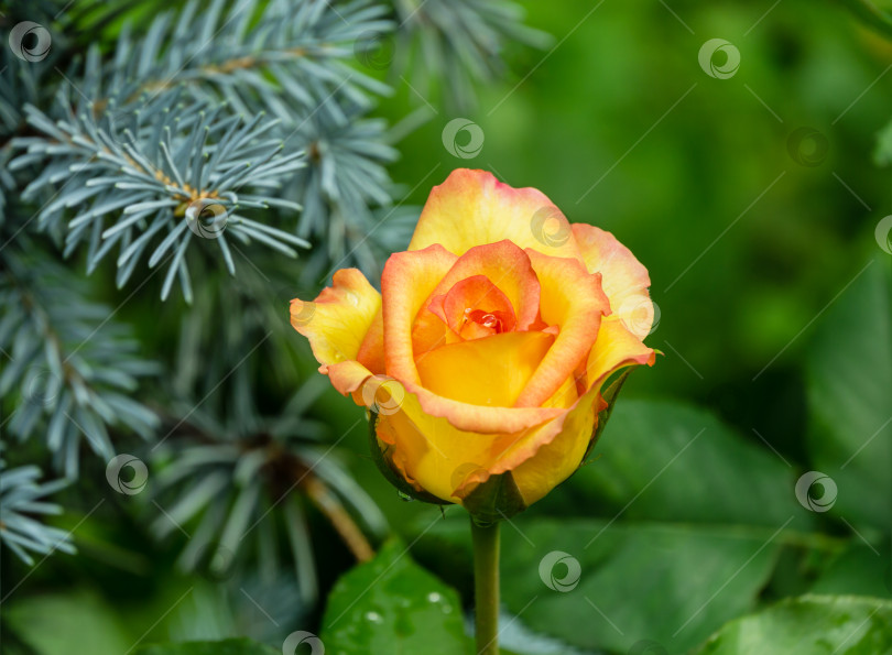 Скачать Мягкий крупный план красивого желто-оранжевого цвета с оттенками красной розы на фоне размытой зелени голубой ели. Выборочный фокус. Свежие обои, концепция фона природы фотосток Ozero