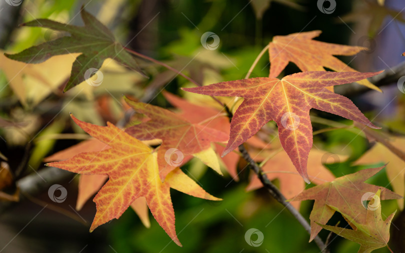 Скачать Крупный план красных осенних листьев Liquidambar styraciflua, обычно называемого американской душицей (янтарное дерево), в фокусе на размытом фоне листьев. Концепция природы для дизайна фотосток Ozero