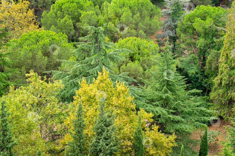 Скачать Живописный спокойный осенний пейзаж с хвойными деревьями и кедрами на фоне горы Аю-Даг (Медвежья гора) в Партените, Крым. Выборочный фокус. фотосток Ozero