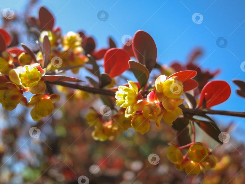 Скачать Мягкий акцент на красивых весенних цветах Berberis thunbergii Atropurpurea blossom. Макро крошечных желтых цветков барбариса на фоне элегантной фиолетовой листвы с эффектом боке. Концепция природы для дизайна. фотосток Ozero