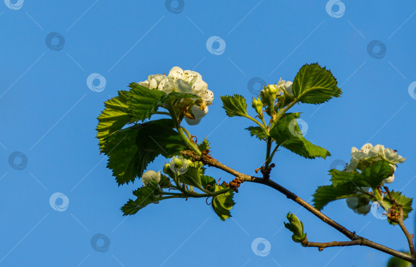 Скачать Цветущий боярышник Crataegus submollis. Белые цветы крупным планом на фоне голубого неба. Выборочный фокус. Свежие обои, концепция фона природы с пространством для копирования. фотосток Ozero