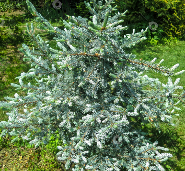 Скачать Молодая голубая хвоя с голубой Picea pungens Hoopsii. Крупный план при естественном солнечном свете с красивым боке. Выборочный фокус. Концепция природы для дизайна фотосток Ozero