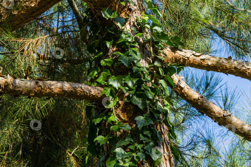 Скачать Крупный план зеленого английского плюща (Hedera helix, европейский плющ), взбирающегося по стволу пицундской сосны (Pinus brutia pitiusa). Оригинальная текстура натуральной зелени. Выборочный фокус фотосток Ozero