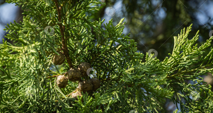 Скачать Крупный план шишек Cupressus sempervirens или средиземноморского кипариса в новом современном городском парке Краснодара. Общественный ландшафт "Парк Галицкого" для отдыха и прогулок. Солнечный осенний сентябрьский день 2020 года. фотосток Ozero