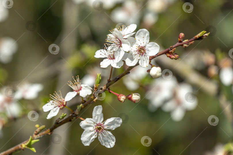 Скачать Крупным планом распускаются белые цветы вишни на размытом фоне сада фотосток Ozero