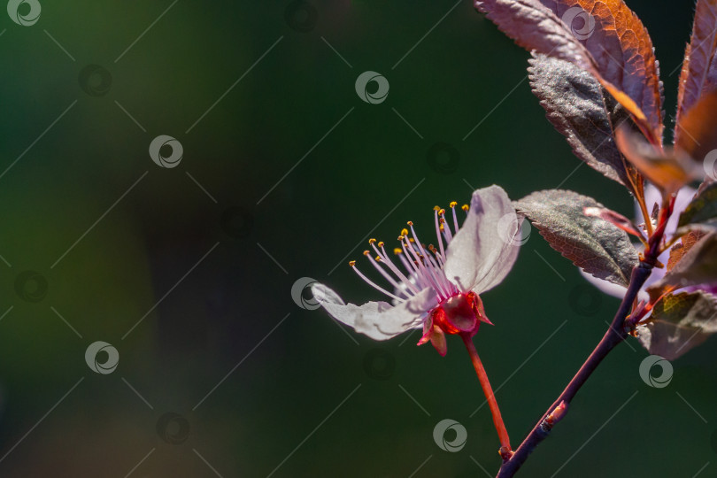 Скачать Дерево Prunus Cerasifera Pissardii распускается розовыми цветами. Весенняя веточка фотосток Ozero