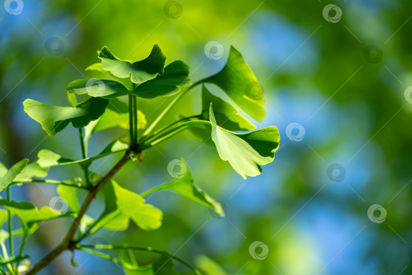 Скачать Крупным планом ярко-зеленые листья дерева гинкго (гинкго билоба), известного как гинкго или гингко в мягком фокусе на фоне размытой листвы и голубого неба фотосток Ozero