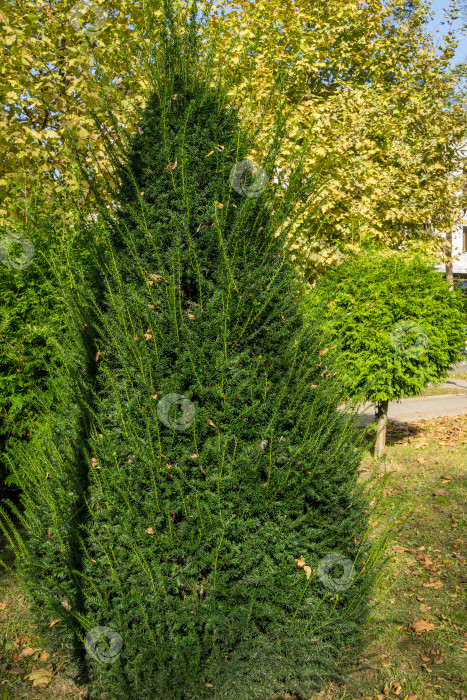 Скачать Топиарное искусство из тиса Taxus baccata на улице осеннего города. Сформированные вечнозеленые растения в курортной зоне Горячий Ключ. Краснодарский край. Отличная природная концепция дизайна. Избирательный подход фотосток Ozero