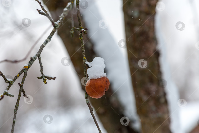 Скачать Снежное яблоко фотосток Ozero