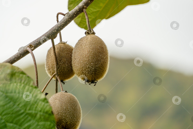 Скачать Крупный план спелых плодов киви (Actinidia chinensis или deliciosa), киви или китайского крыжовника. Красивый киви на ветках с листьями в сочинском саду. фотосток Ozero