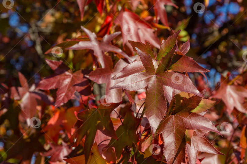 Скачать Крупный план красного осеннего листа Liquidambar styraciflua, обычно называемого американской сладкой камедью (янтарное дерево). Природная концепция дизайна осеннего городского парка Сочи. фотосток Ozero