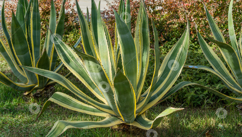 Скачать Американская агава (Agave americana) полосатая — вид рода агава, подсемейства агавовые, семейства спаржевых в Сочи. Крупный план. Маргината. фотосток Ozero