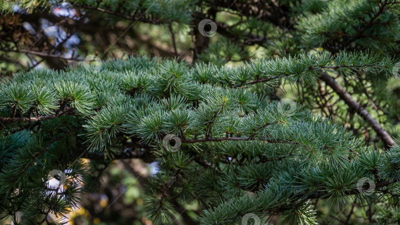 Скачать Крупный план зеленой хвои гималайского кедра (Cedrus Deodara, Деодар), растущего в центре города-курорта Сочи фотосток Ozero