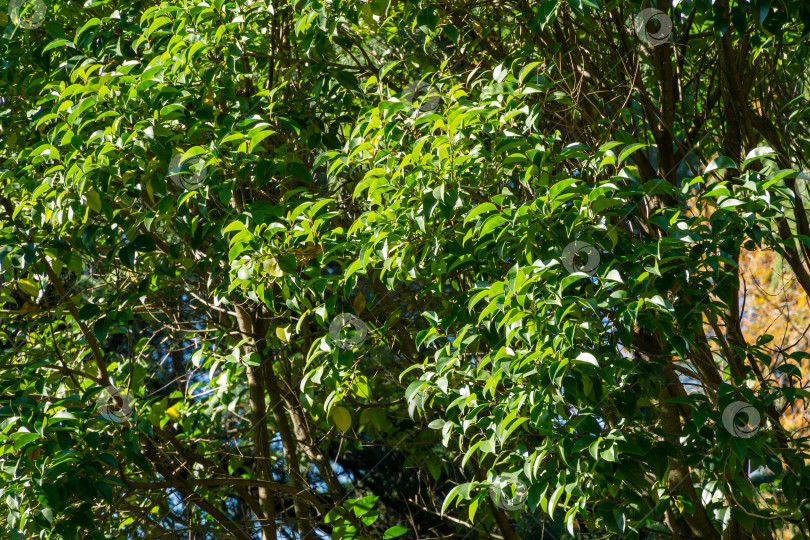 Скачать Крупный план зеленых листьев Quercus glauca (циклобаланопсис глаука), обычно называемого дубом с кольцевидной чашечкой или японским голубым дубом, в городском парке Сочи. фотосток Ozero