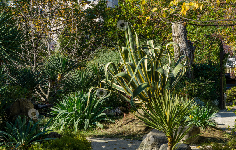 Скачать Агава маргинальная американская (Agave americana) полосатая — вид рода агав, подсемейства агавовых, семейства спаржевых в ландшафте осеннего городского парка Сочи фотосток Ozero