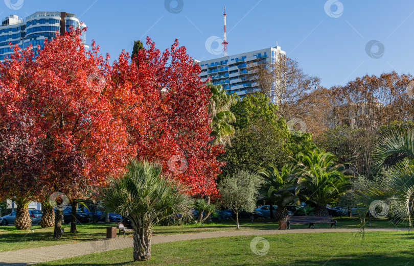Скачать Красная осенняя листва Liquidambar styraciflua, обычно называемой американской душицей (янтарное дерево), среди пальм и других экзотических растений в городском парке центра города-курорта Сочи. фотосток Ozero