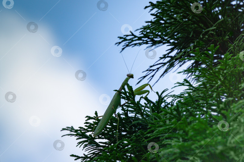 Скачать Силуэт европейского богомола или молящегося богомола (Mantis Religiosa) в естественной среде обитания на ветвях дерева Туя на фоне голубого неба. Выборочный фокус. Есть место для текста фотосток Ozero