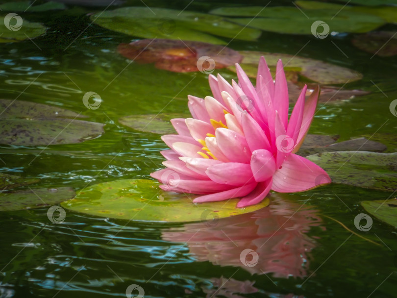 Скачать Красивая розовая водяная лилия или цветок лотоса "Оранжевый закат Перри". Нимфея отражается в воде. Мягкий размытый фон из темных листьев старого пруда. фотосток Ozero
