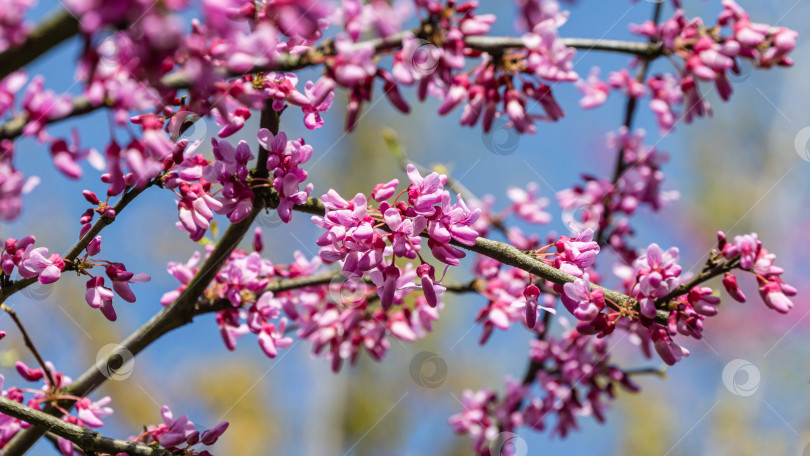 Скачать Редбад восточный, или Cercis canadensis пурпурный весенний цветок в солнечный день. Крупный план розовых цветов Иудиного дерева. Выборочный фокус. Концепция природы для дизайна. фотосток Ozero