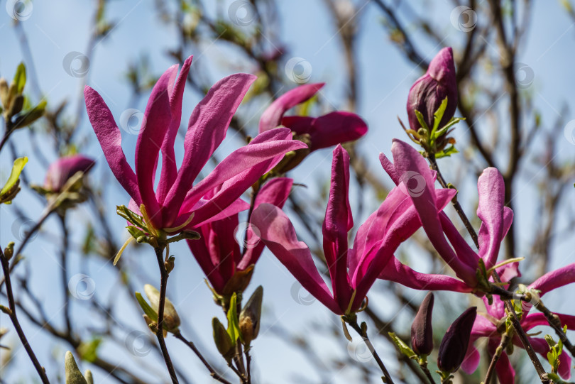 Скачать Крупные розовые цветы магнолии Сьюзен (Magnolia liliiflora x Magnolia stellata) на размытом зеленом фоне. Красивое цветение в весеннем саду. Выборочный фокус. Место для вашего текста. фотосток Ozero