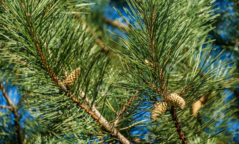 Скачать Молодые зеленые шишки на ветке австрийской сосны (Pinus 'Nigra'). Роскошная черная сосна с длинными иглами. Природная концепция дизайна. Выборочный акцент на переднем плане фотосток Ozero